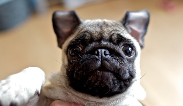 55 Most Popular Pug Names