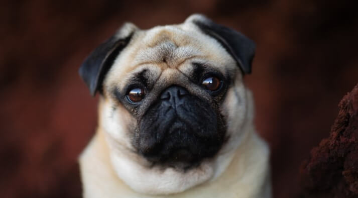 45+ Best Male Pug Names