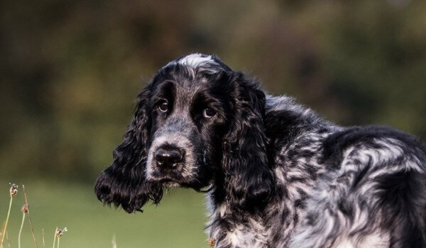 50+ Cute Springer Spaniel Names