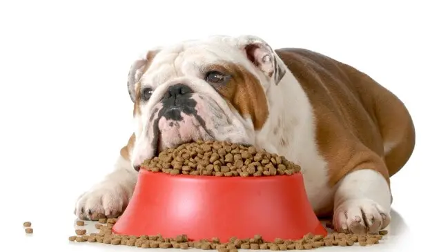 how-much-should-english-bulldogs-eat-pettime