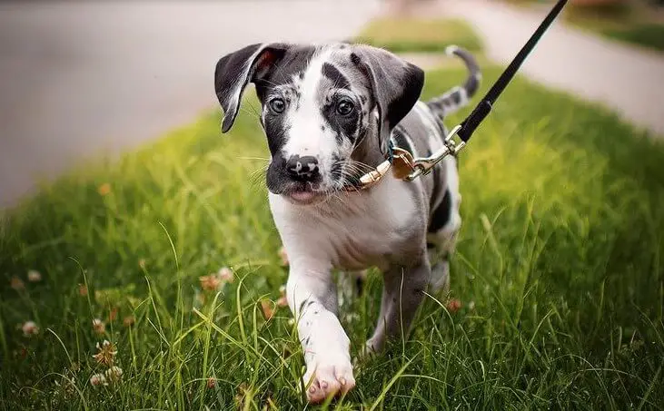 50-great-names-for-great-danes-pettime