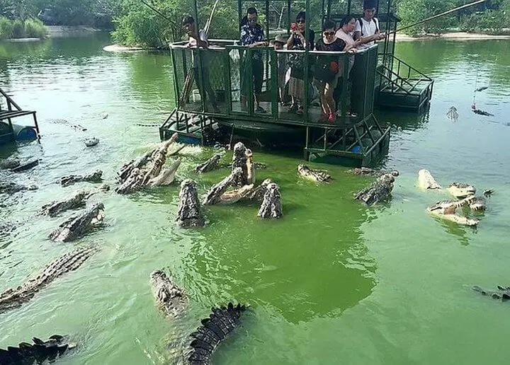 crocodile tourist attraction