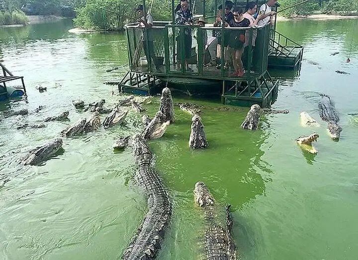 crocodile tourist attraction