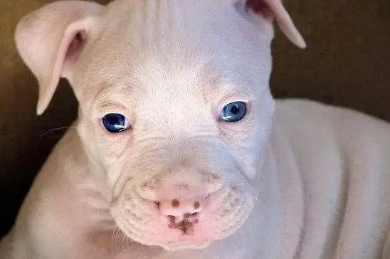 50 Dog Names For White Pitbulls With Blue Eyes Pettime