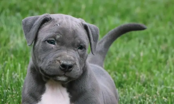 Blue Hair Pitbull Puppy Names - wide 5