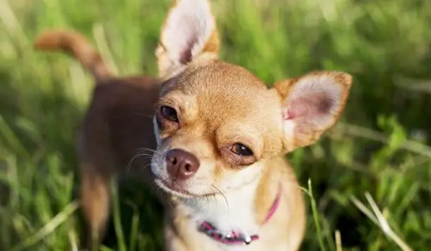 150 Puerto Rican Dog Names You Ll Love Pettime