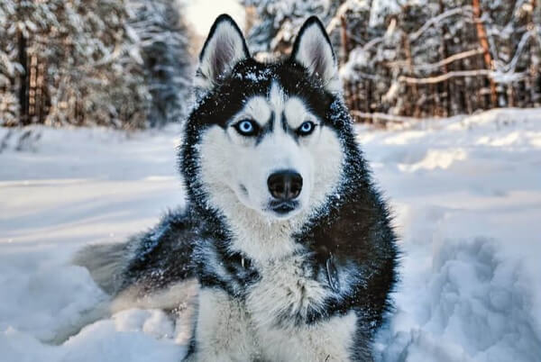100+ Siberian Husky Names - Male - PetTime