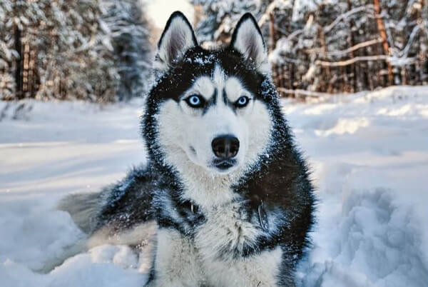 100+ Siberian Husky Names - Male