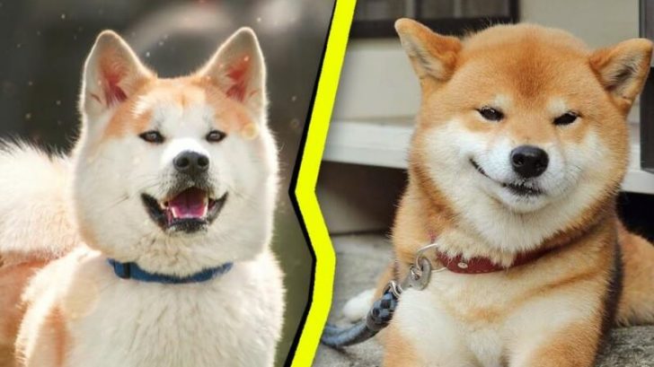 7+ Most Frequently Asked Questions About Akitas - PetTime