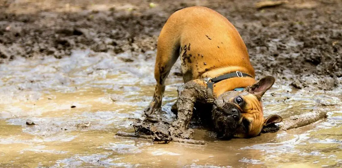 why-do-dogs-love-mud-pettime