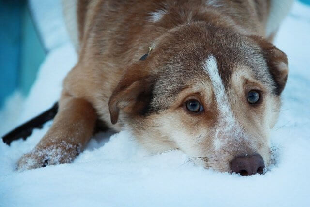 50-weather-related-dog-names-pettime