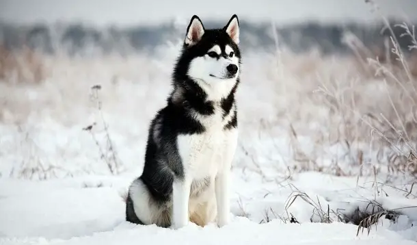 45+ Famous Husky Names - PetTime