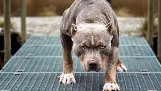 100+ Good Pitbull Names - PetTime