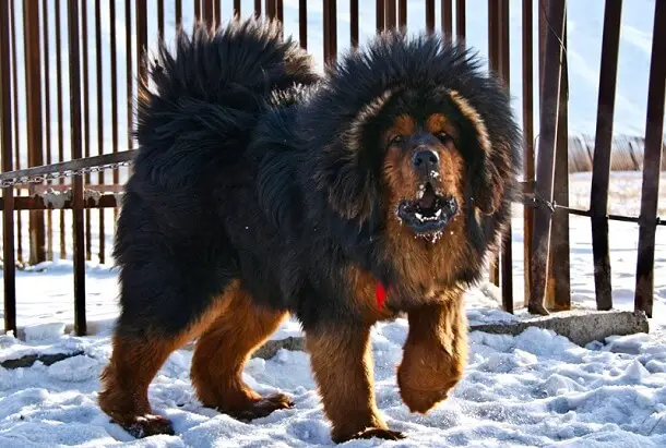 50+ Tibetan Mastiff Dog Names - PetTime