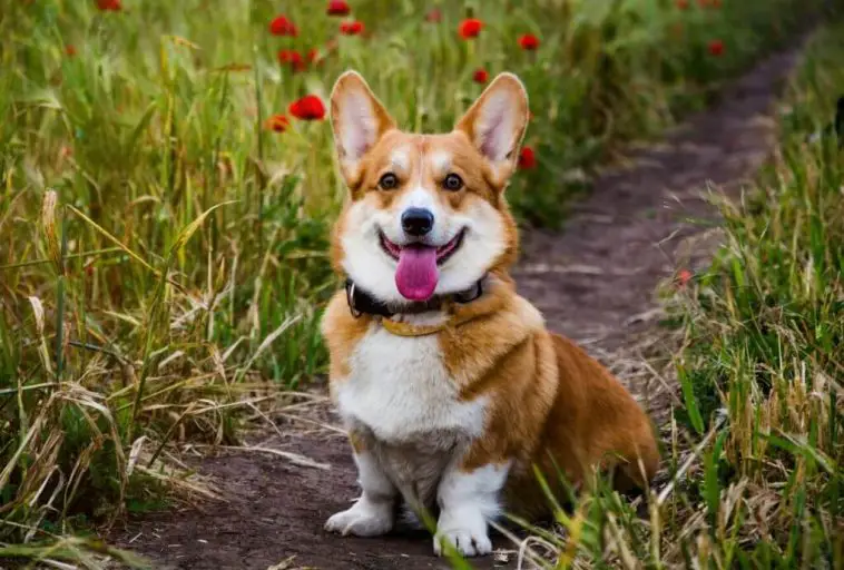 Tri-Colored Pembroke Welsh Corgi: Breed Information