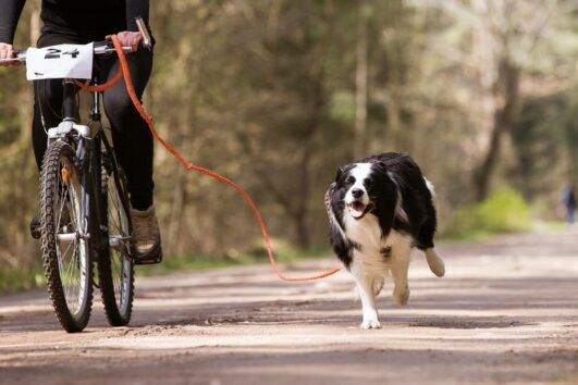 What is Bikejoring?