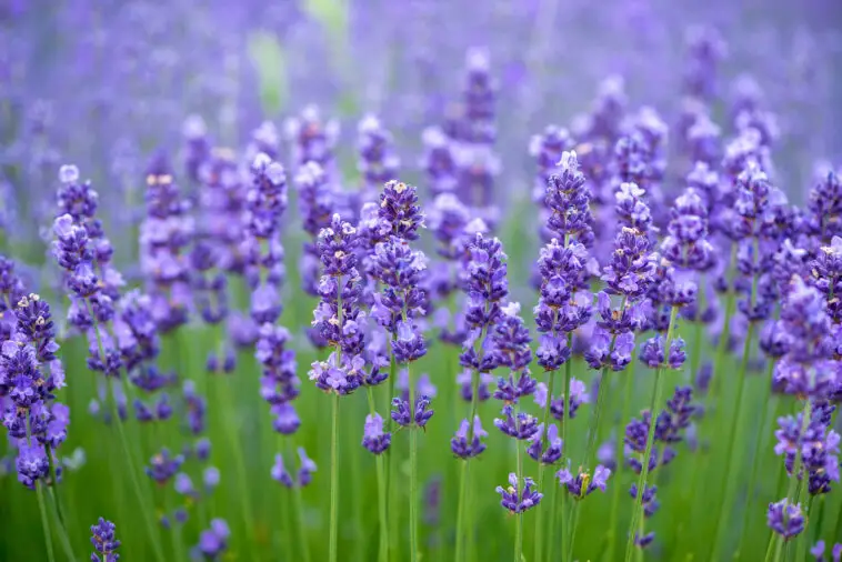 Is Lavender Poisonous or Toxic to Cats?