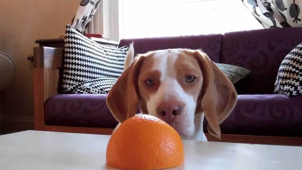 Can Dogs Eat Oranges? - PetTime
