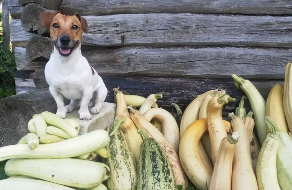 Healthy or Toxic Can Dogs Eat Zucchini? PetTime