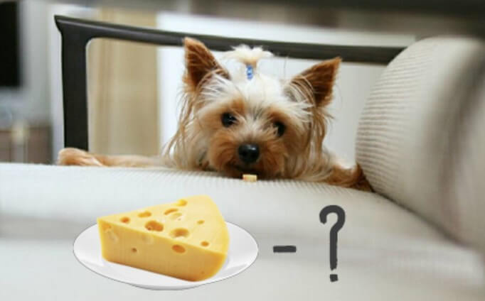 Can Dogs Eat Cheese? - PetTime