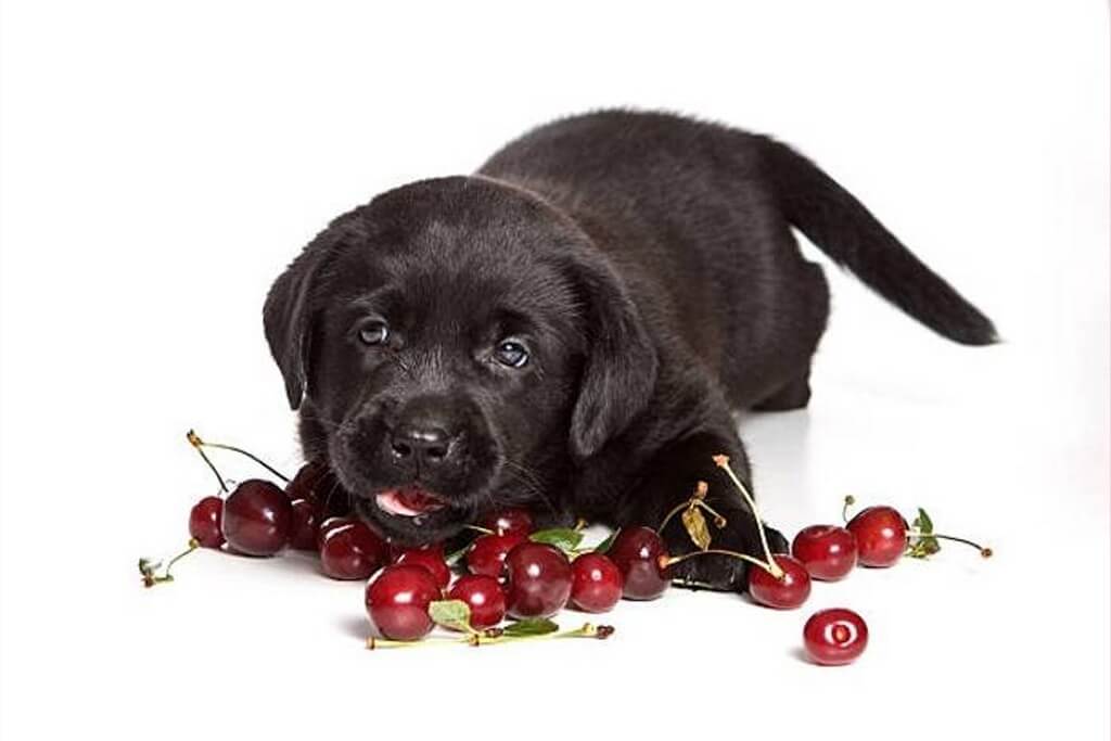 Can Dogs Eat Cherries? PetTime