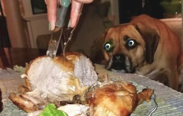 Can Dogs Eat Chicken?