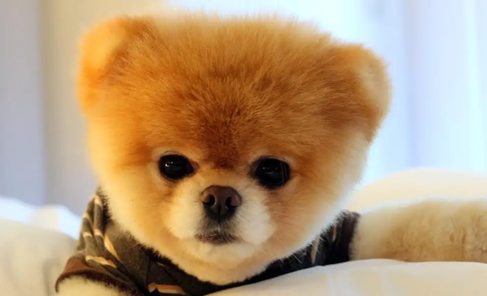 top 10 richest dogs in the world