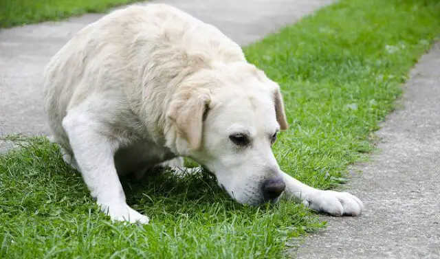 my-dog-is-throwing-up-and-has-diarrhea-pettime