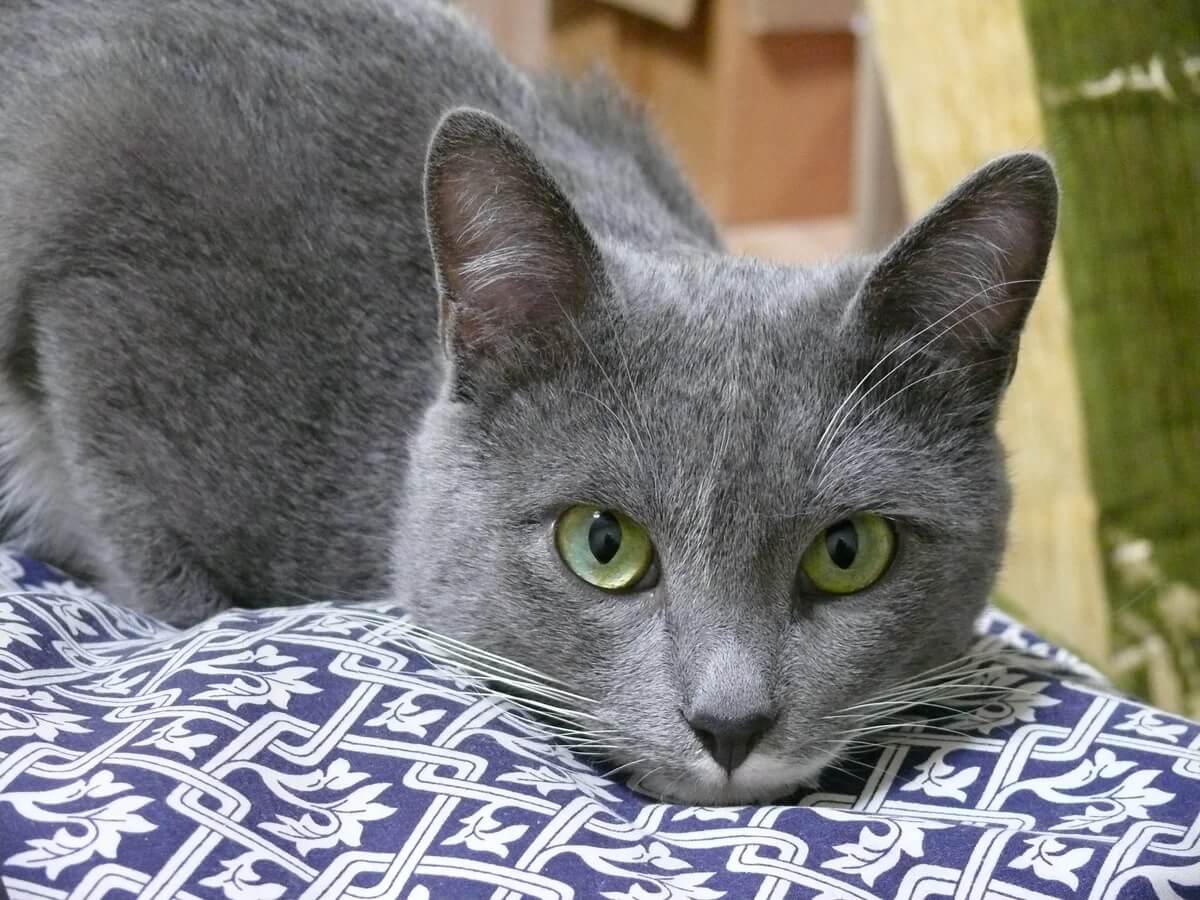 10+ Grey Kitten Names – Male & Female