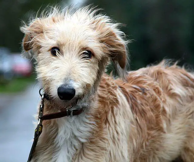 Lurcher Hunter and Family Dog PetTime