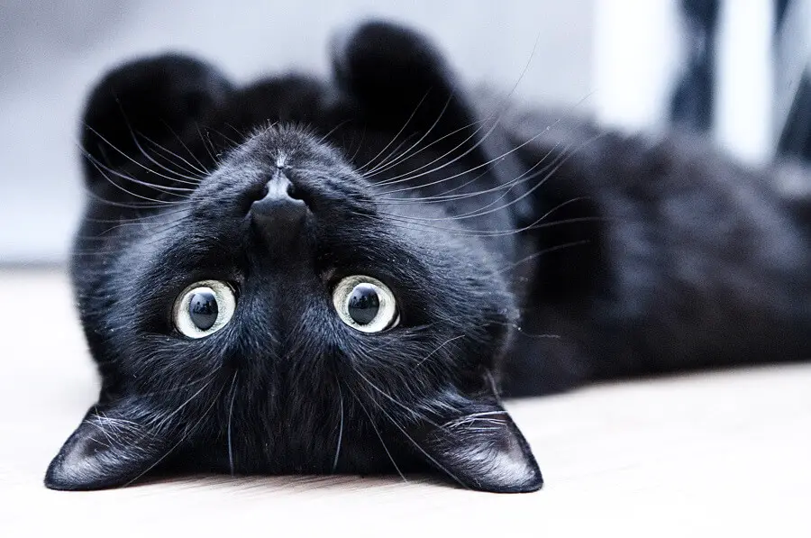 10+ Black Cat Names – Male & Female