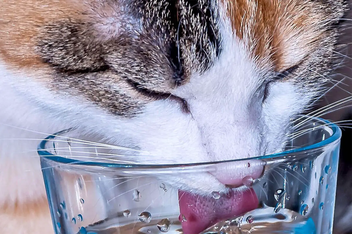 Cat’s Drinking a Lot of Water