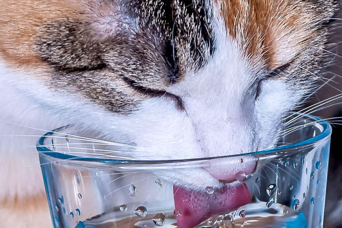 Кошка пьющая воду. Кошка пьет. Кот пьет из стакана. Кошка пьет воду из миски. Питье для кошек.