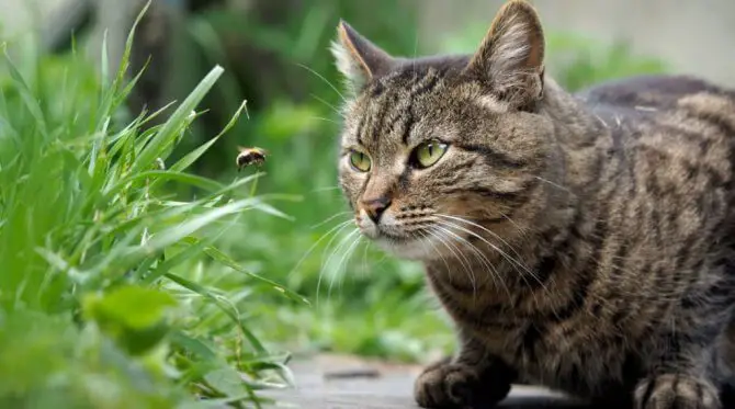 What to Do If a Cat Gets Stung by a Bee?