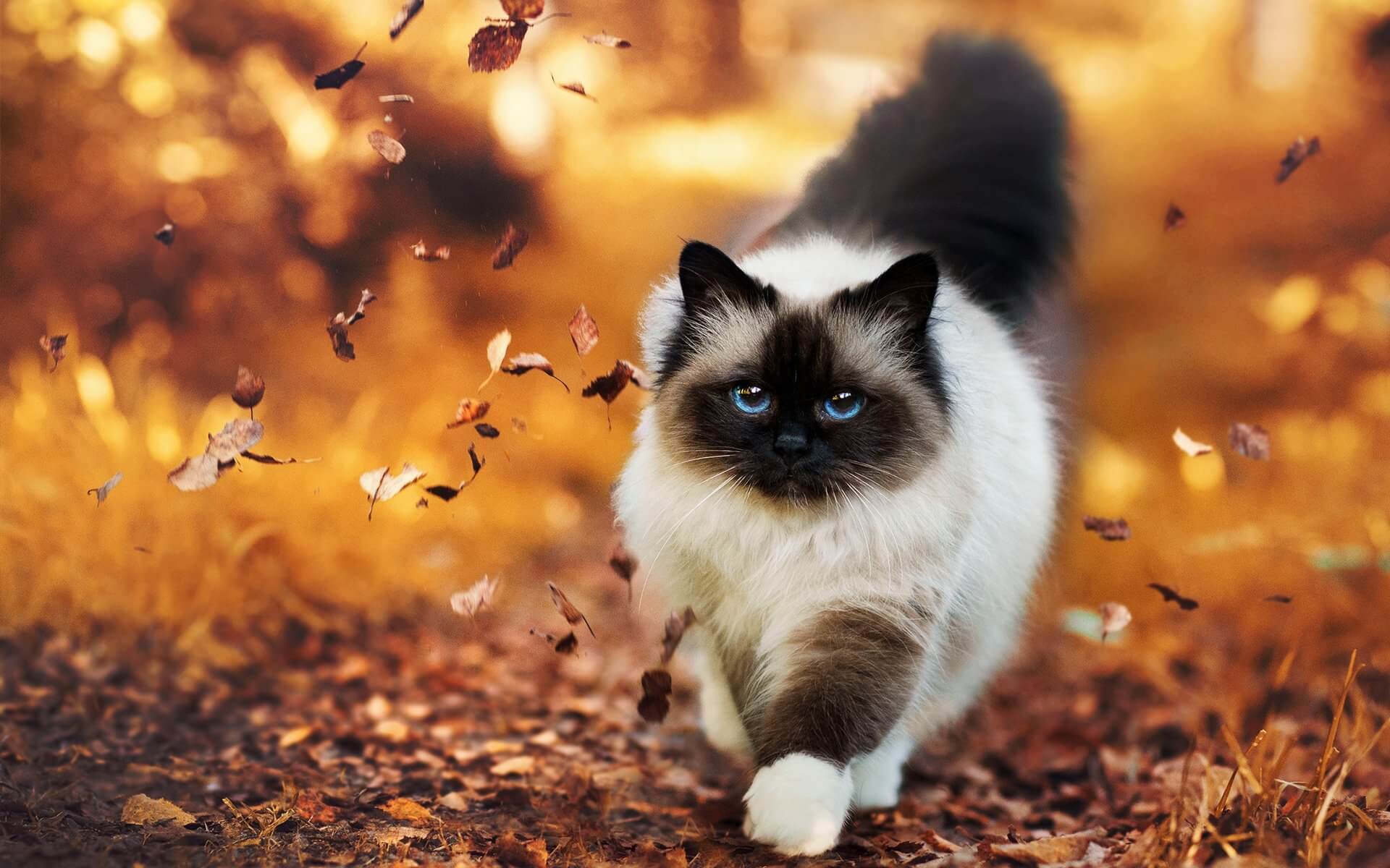 Fall Cats: Are They Better Than Their Reputation?