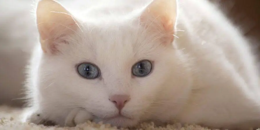 10+ Cat Names for White Cats