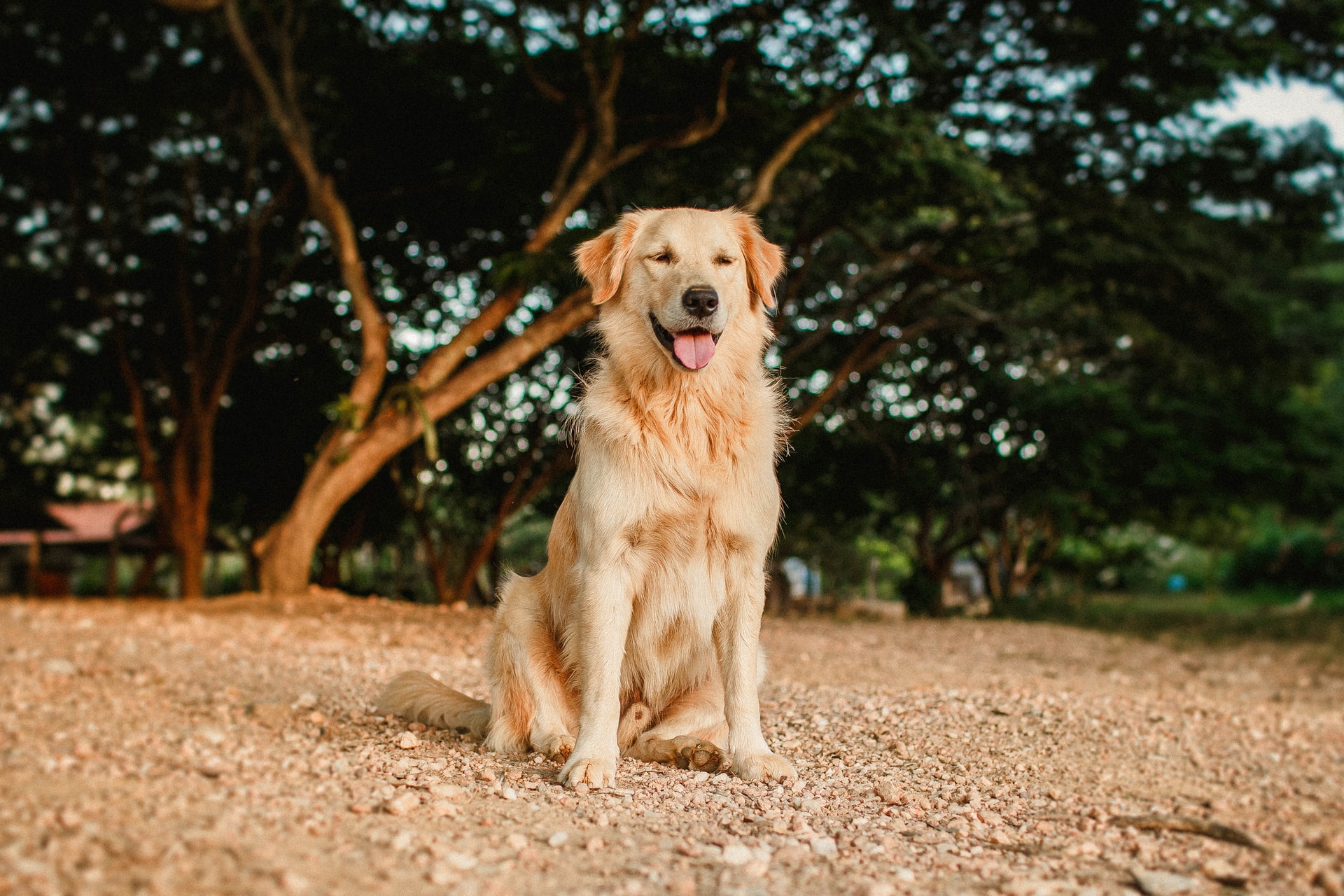 Happy Golden Retriever in the Woods