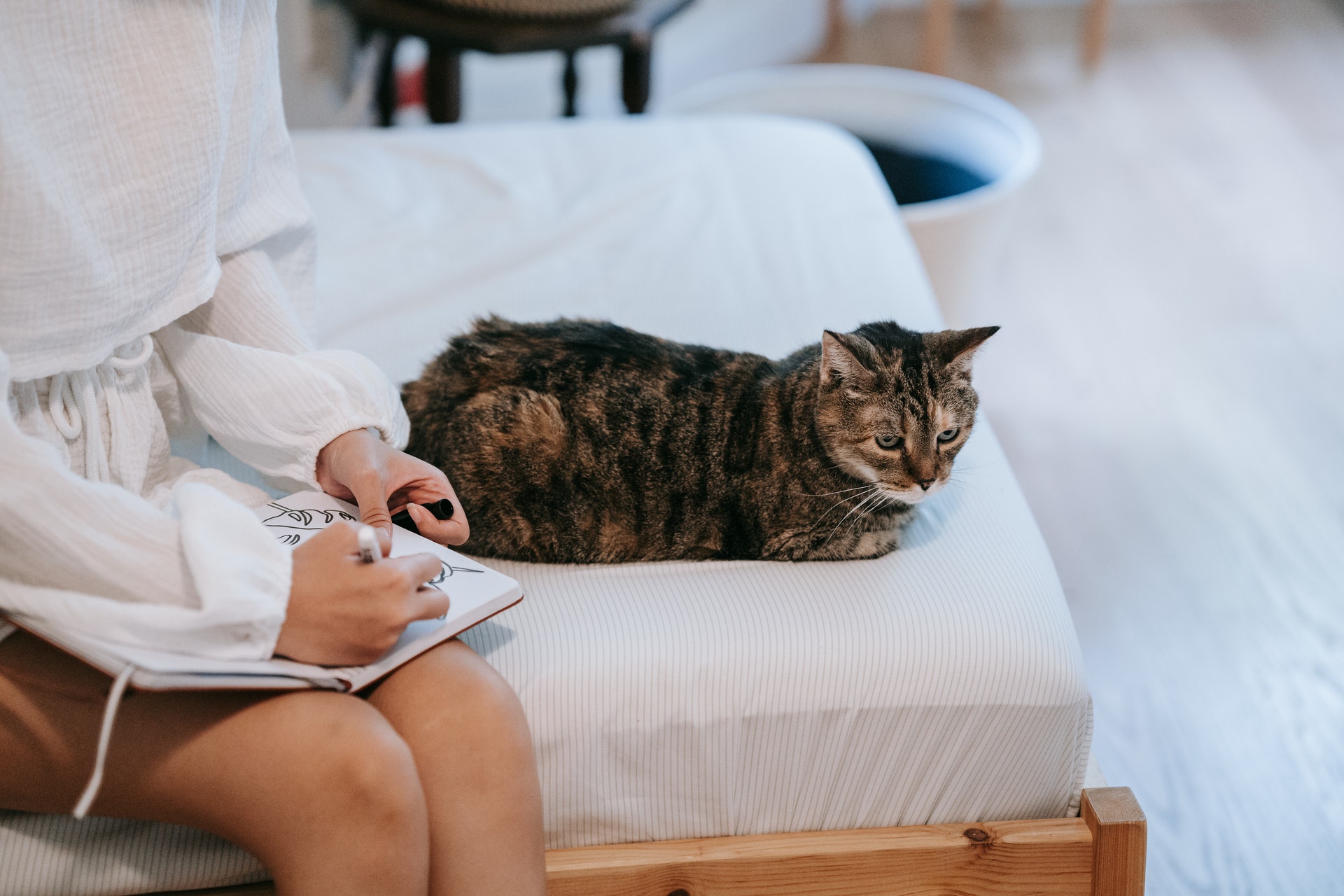 Cat sitting on a bed with a human