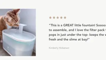 Review of a cat fountain