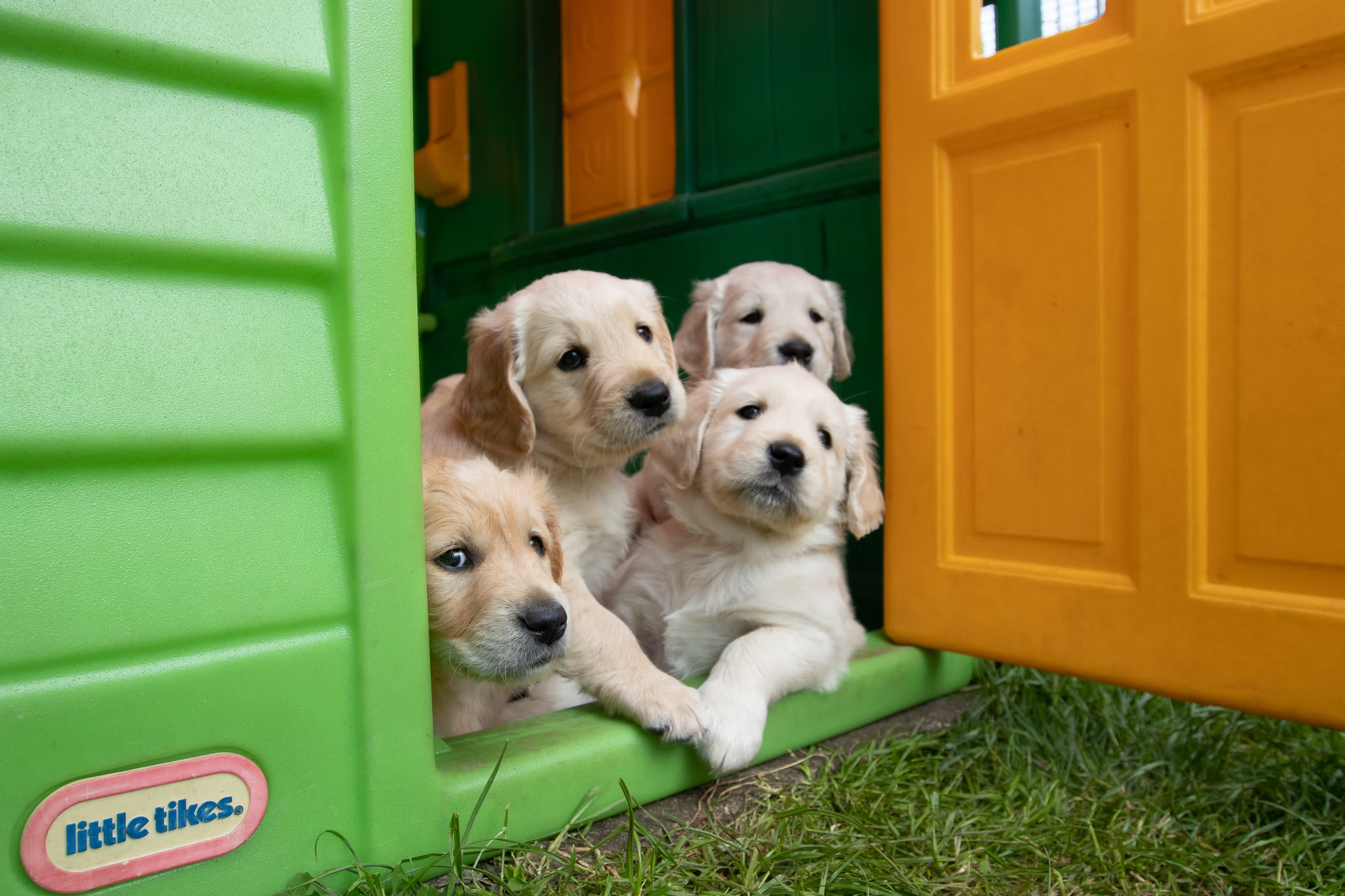 Four golden retriever puppies in a playhouse door.