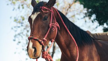 Horse with rope halter