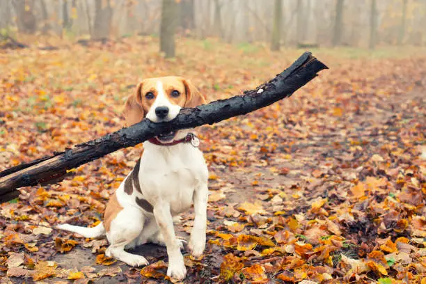 Beagle Breed – Facts and Personality Traits - PetTime