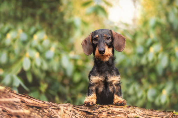 Dachshund Breed Info: Personality Traits - PetTime