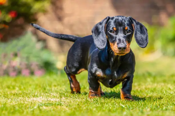 All About Dachshund (Short Hair) - PetTime