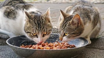 Two cats eating wet food.
