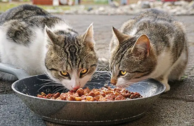 Two cats eating wet food.