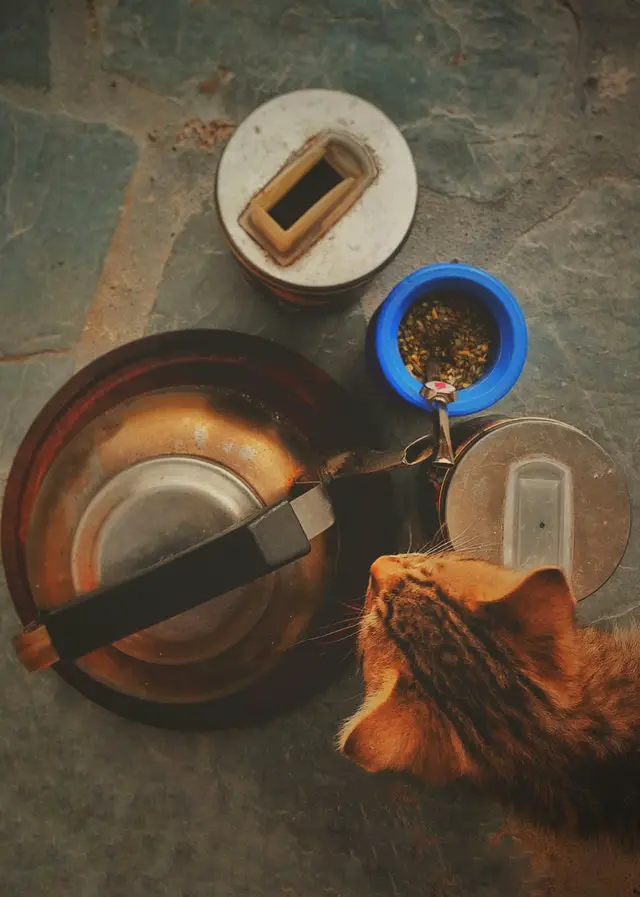 An orange tabby cat looking at some food.