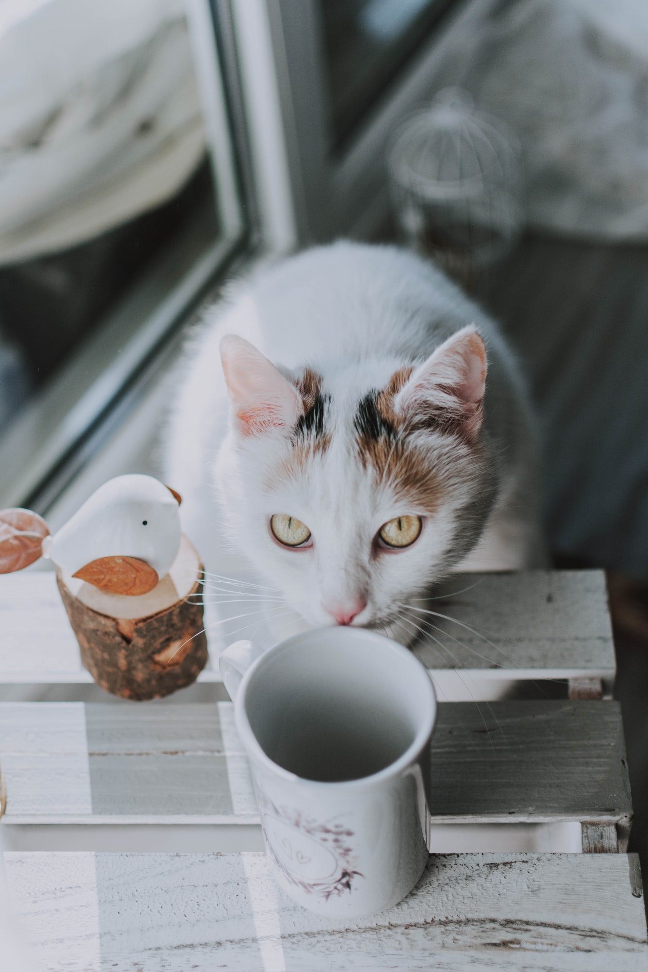 Cat looking at a coffee mug