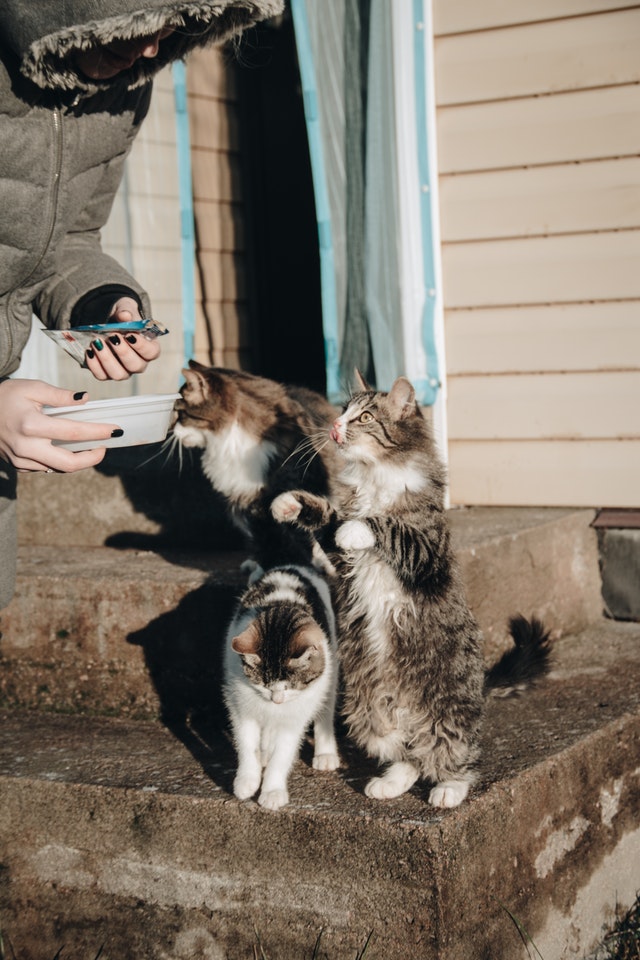 A person feeding fish to three cats.