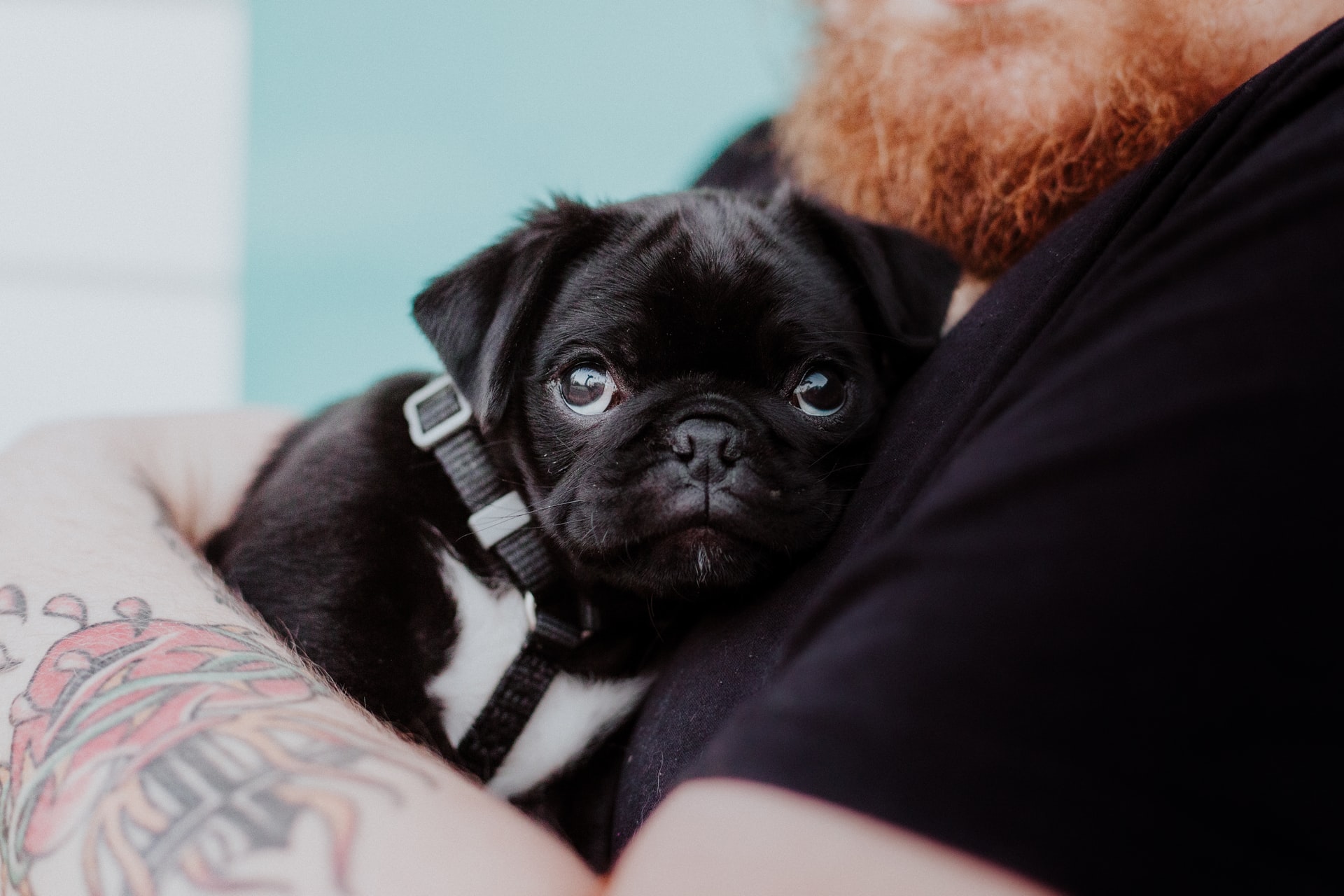 A small black pug is held in its owners arms.
